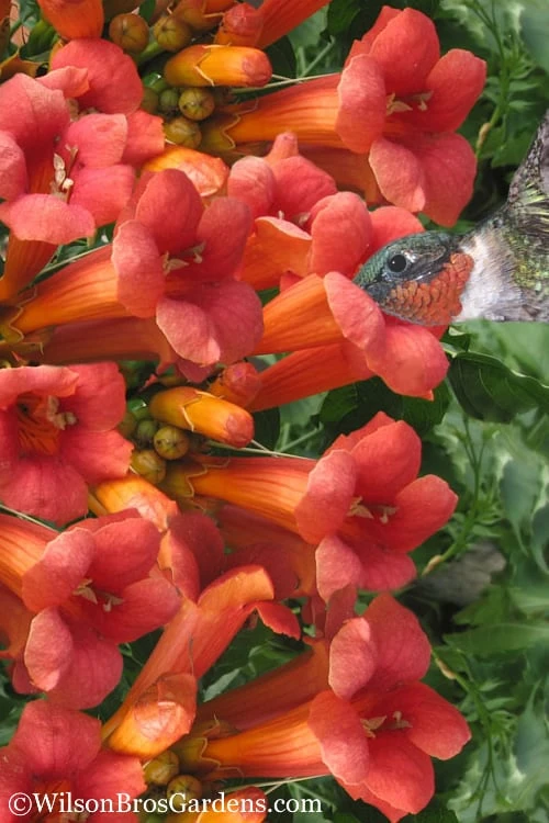 Madame Galen Trumpet Vine (Campsis) - 1 Gallon Pot