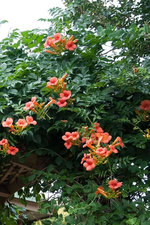 Madame Galen Trumpet Vine (Campsis) - 1 Gallon Pot - Image 5