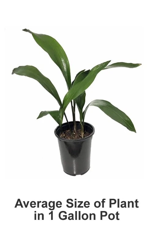 Cast Iron Plant - 1 Gallon Pot - Image 3