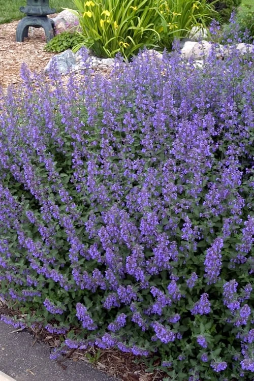Walker's Low Catmint (Nepeta X Faassenii) - 6 Pack Of 1 Gallon Pots - Image 4