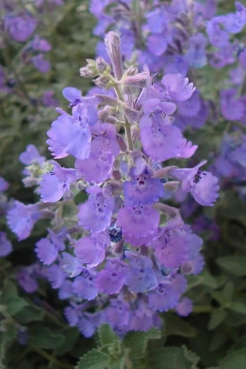 Walker's Low Catmint (Nepeta X Faassenii) - 6 Pack Of 1 Gallon Pots - Image 5