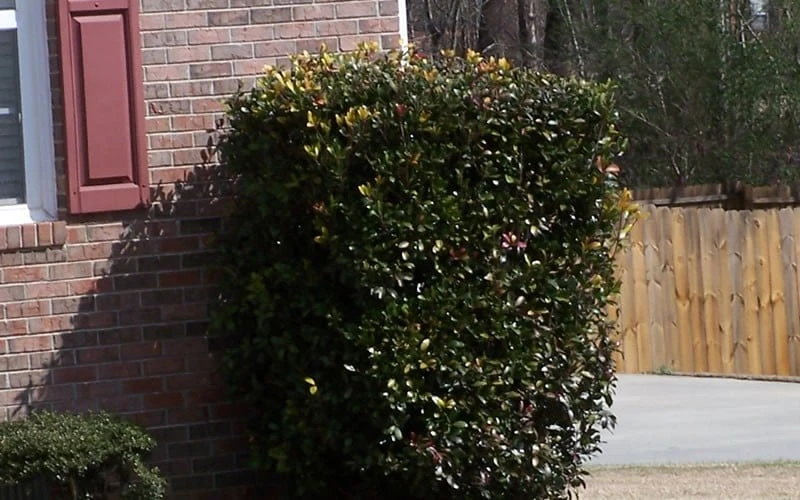 Japanese Cleyera (Ternstroemia Gymnanthera) - 3 Gallon Pot - Image 5