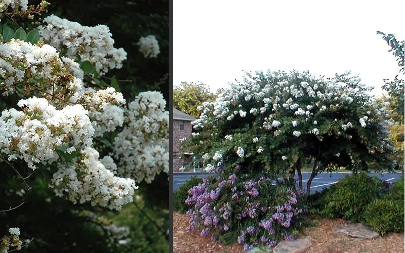 Acoma Weeping White Crape Myrtle - 3 Gallon Pot - Image 5
