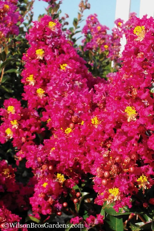 Berry Dazzle Dwarf Crape Myrtle - 1 Gallon Pot - Image 4