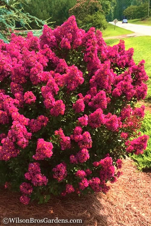 Berry Dazzle Dwarf Crape Myrtle - 1 Gallon Pot - Image 5
