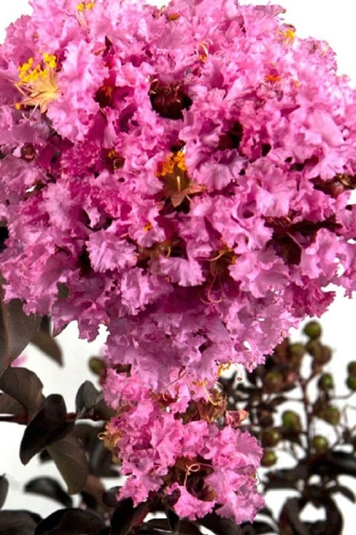 Delta Eclipse Crape Myrtle - 2 Gallon Pot - Image 4