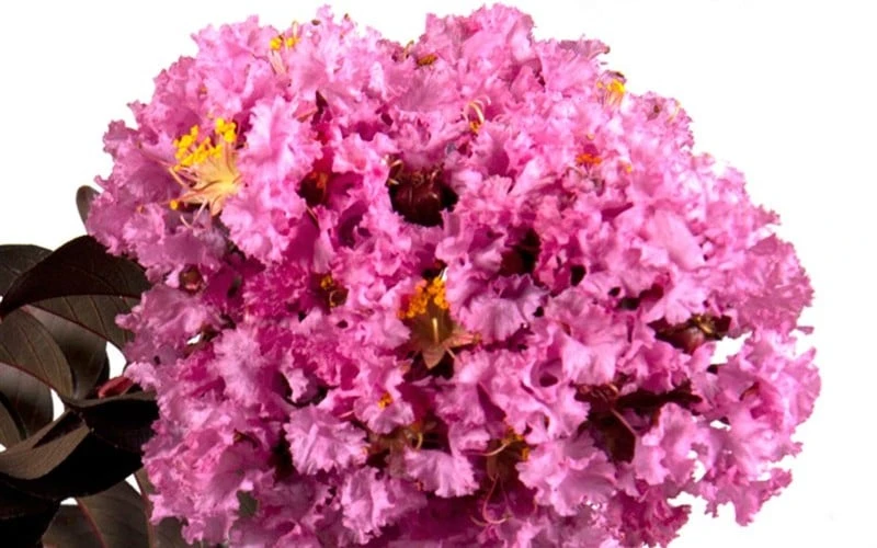 Delta Eclipse Crape Myrtle - 2 Gallon Pot - Image 5