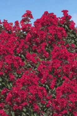 Double Dynamite Crape Myrtle - 2 Gallon Pot