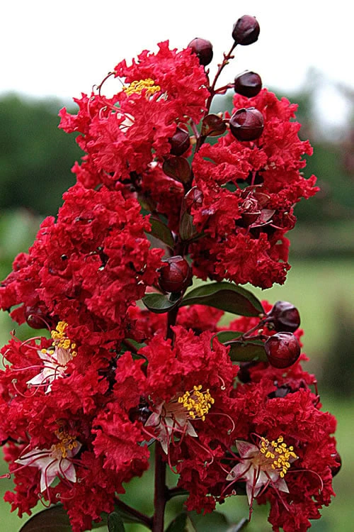 Dynamite Red Crape Myrtle - 7 Gallon Pot (3-4') - Image 4
