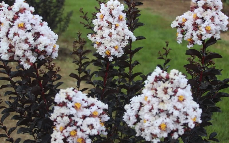Ebony & Ivory Crape Myrtle - 3 Gallon Pot - Image 5