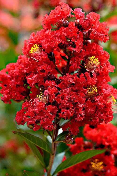 Enduring Summer Red Crape Myrtle Tree (Single Trunk) - 7 Gallon Pot - Image 4
