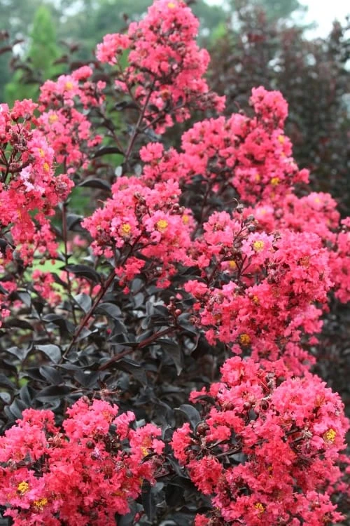 Midnight Magic Crape Myrtle (Multi Trunk) - 7 Gallon Pot - Image 5