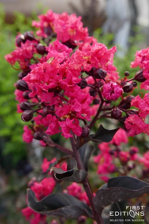 Midnight Magic Crape Myrtle (Multi Trunk) - 7 Gallon Pot - Image 6