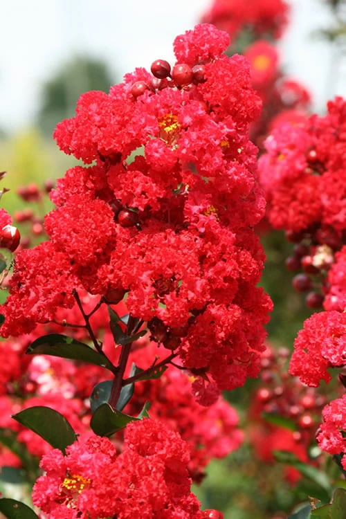 Ruffled Red Magic Crape Myrtle Tree (Single Trunk) - 7 Gallon Pot (5-6') - Image 4