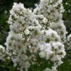 Sarah's Favorite Crape Myrtle - 7 Gallon Pot (4-5')