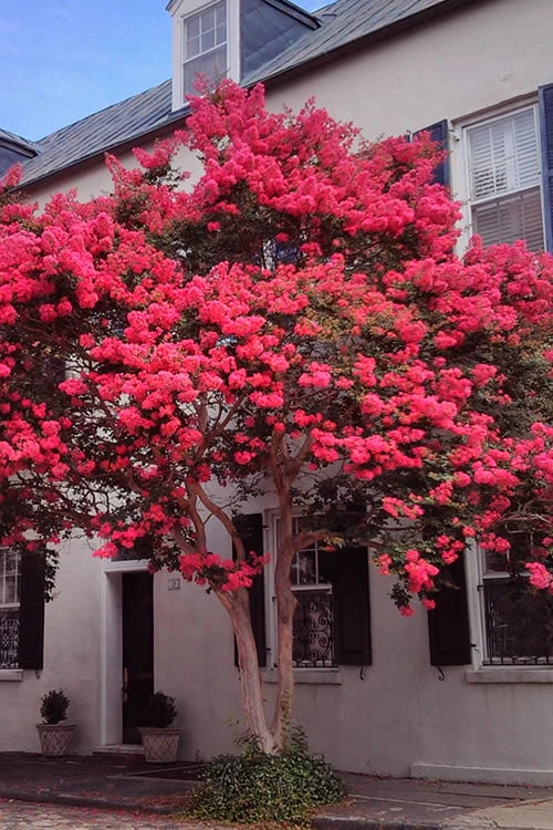 Tuscarora Watermelon Red Crape Myrtle - 5 Gallon Pot - Image 4