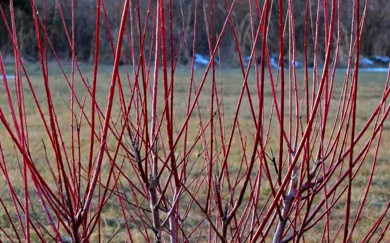 Variegated Dappled Willow Tree - Salix Integra 'Hakuro Nishiki' - 1 Gallon Pot - Tree Form - Image 5