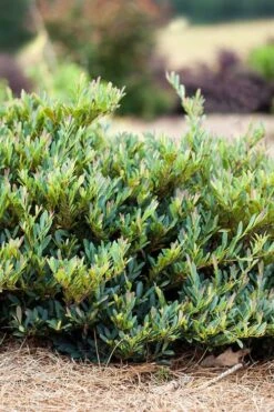 Cinnamon Girl Distylium (Evergreen Witch Hazel) - 3 Gallon Pot