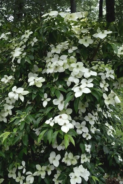 Empress Of China Dogwood - 3 Gallon Pot - Image 5