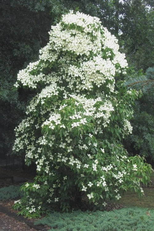 Empress Of China Dogwood - 3 Gallon Pot - Image 6