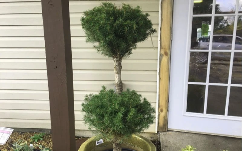 Poodle Tier Dwarf Alberta Spruce Topiary (2-Ball) - 2 Gallon Pot - Image 4