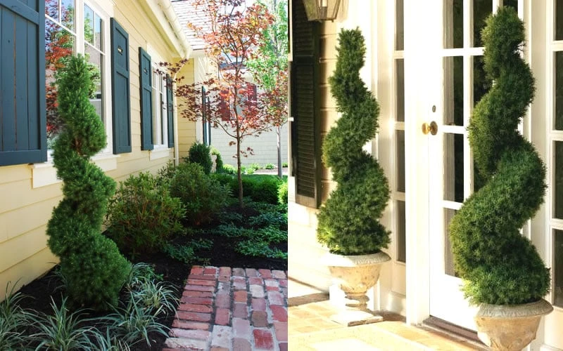 Spiral Dwarf Alberta Spruce Topiary - 2 Gallon Pot - Image 4