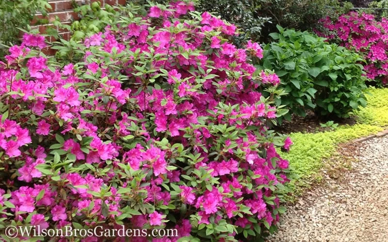 Autumn Amethyst Encore Azalea - 6 Pack Of 1 Gallon Pots - Image 4