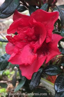 Autumn Fire Encore Azalea - 2 Gallon Pot