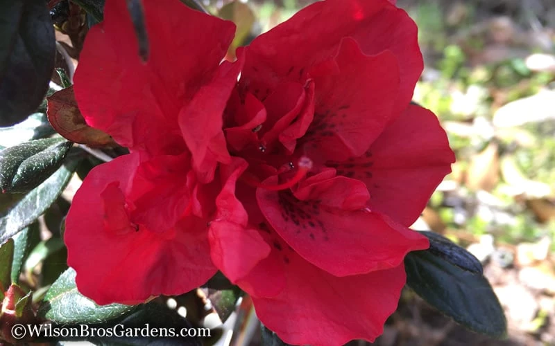 Autumn Fire Encore Azalea - 2 Gallon Pot - Image 5