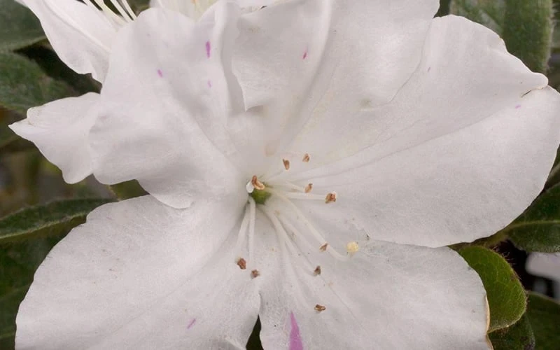 Autumn Lily Encore Azalea - 1 Gallon Pot - Image 4