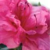 Autumn Rouge Encore Azalea - 2 Gallon Pot