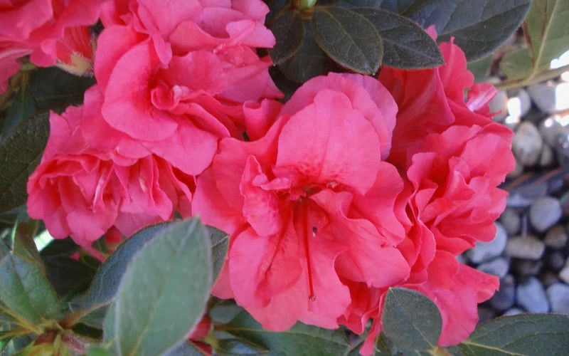 Autumn Rouge Encore Azalea - 6 Pack Of 1 Gallon Pots - Image 4