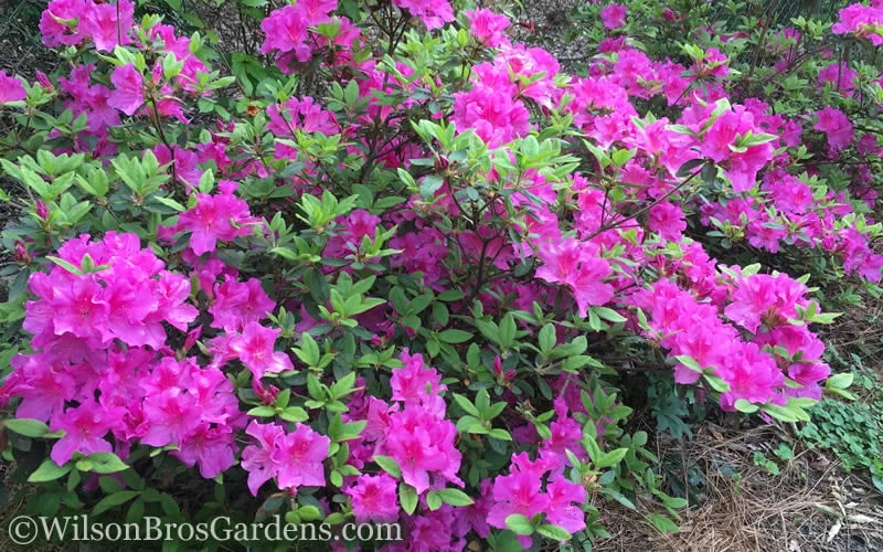 Autumn Royalty Encore Azalea - 3 Gallon Pot - Image 4