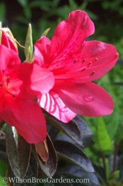Autumn Ruby Encore Azalea - 6 Pack Of 1 Gallon Pots