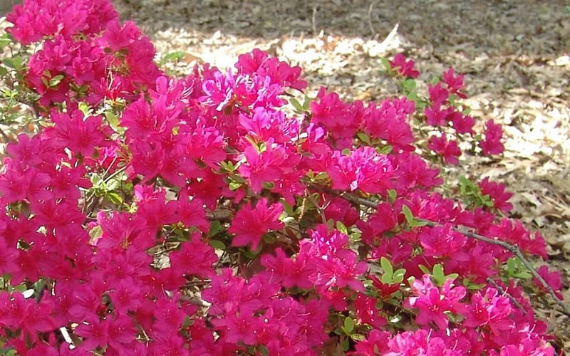 Autumn Sundance Encore Azalea - 2 Gallon Pot - Image 4