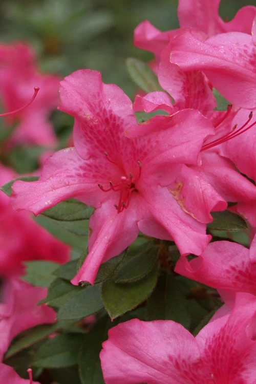 Autumn Sundance Encore Azalea - 2 Gallon Pot