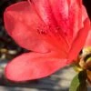 Autumn Sunset Encore Azalea - 2 Gallon Pot