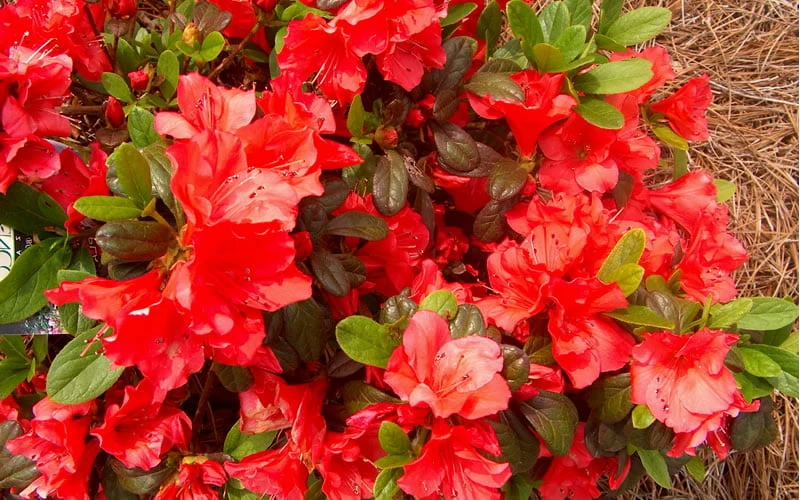 Autumn Sunset Encore Azalea - 3 Gallon Pot - Image 5