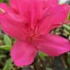 Autumn Carnival Encore Azalea - 3 Gallon Pot
