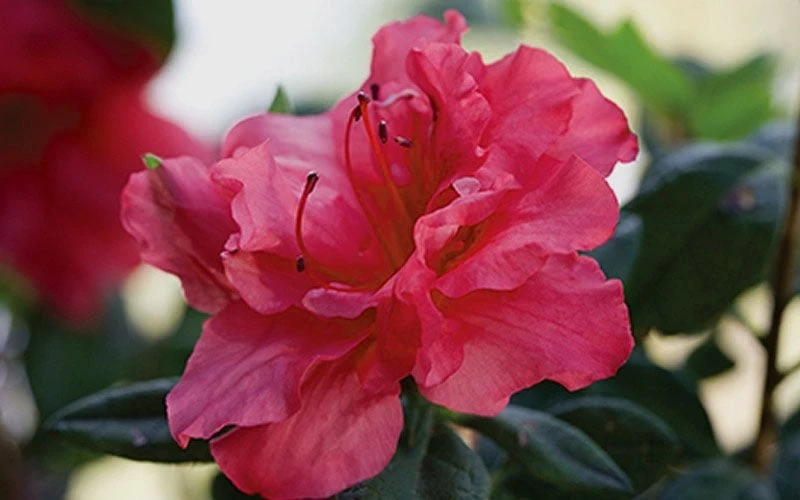 Autumn Rouge Encore Azalea - 6 Pack Of 1 Gallon Pots - Image 5