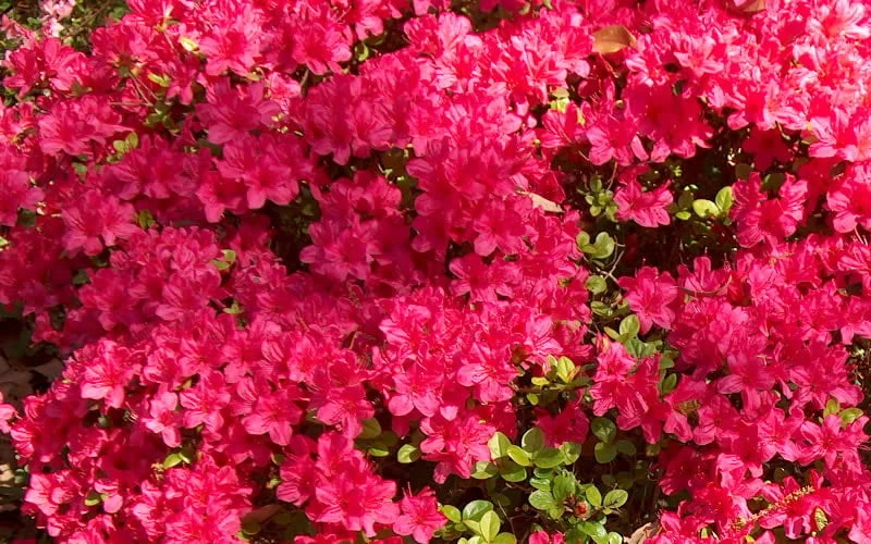 Autumn Cheer Encore Azalea - 3 Gallon Pot - Image 4