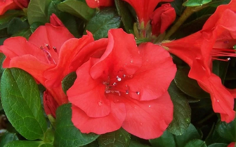 Autumn Sunset Encore Azalea - 2 Gallon Pot - Image 6