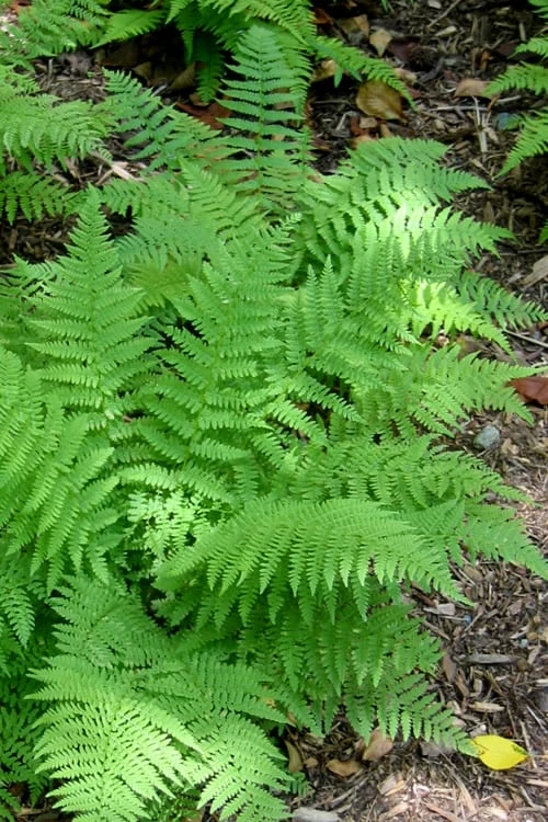 Male Fern (Dryopteris Felix-mas) - 1 Gallon Pot - Image 7