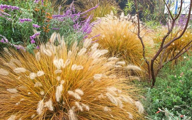 Hameln Dwarf Hardy Fountain Grass (Pennisetum) - 1 Gallon Pot - Image 6