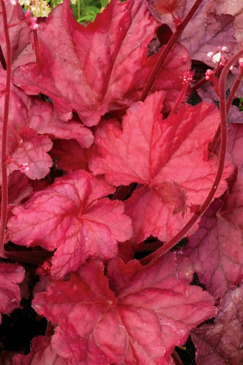 Fire Chief Heuchera (Coral Bells) - 1 Gallon Pot - Image 4