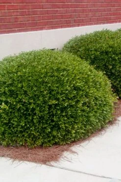 Bordeaux Dwarf Yaupon Holly - 1 Gallon Pot