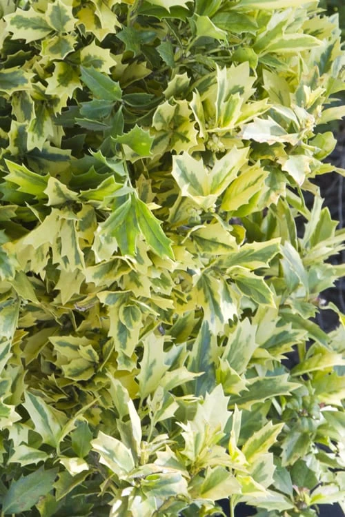 Golden Oakland Holly - 3 Gallon Pot - Image 4