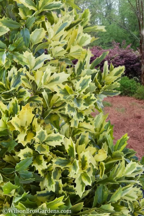 Golden Oakland Holly - 3 Gallon Pot - Image 5