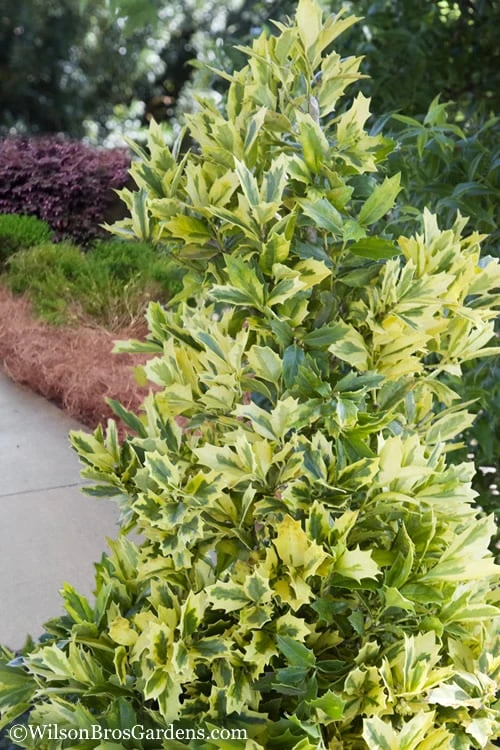 Golden Oakland Holly - 1 Gallon Pot