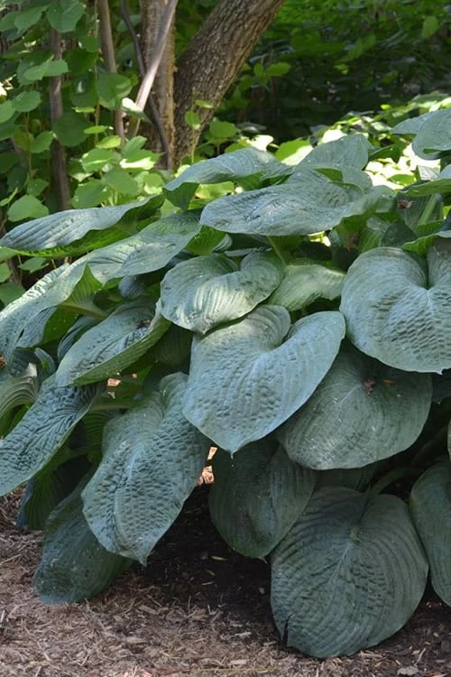 Sieboldiana Elegans Hosta Lily - 1 Gallon Pot - Image 5